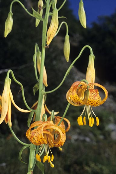 lilium pardalinum 4 graphic